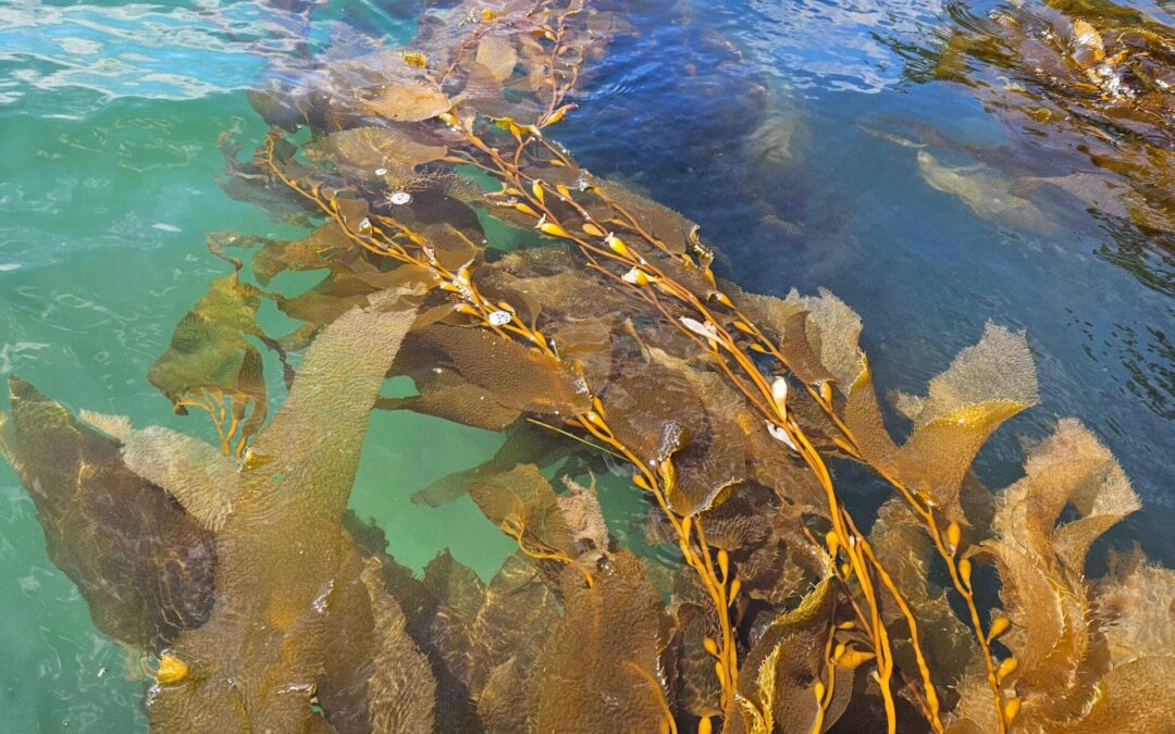 The Future of Kelp – A Realistic Look at Demand and Supply